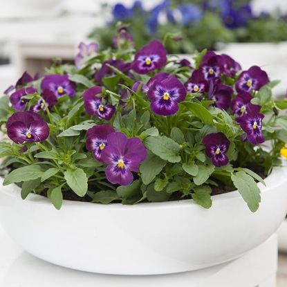 Picture of Viola - Grandissimo Series F1 - Purple Glow